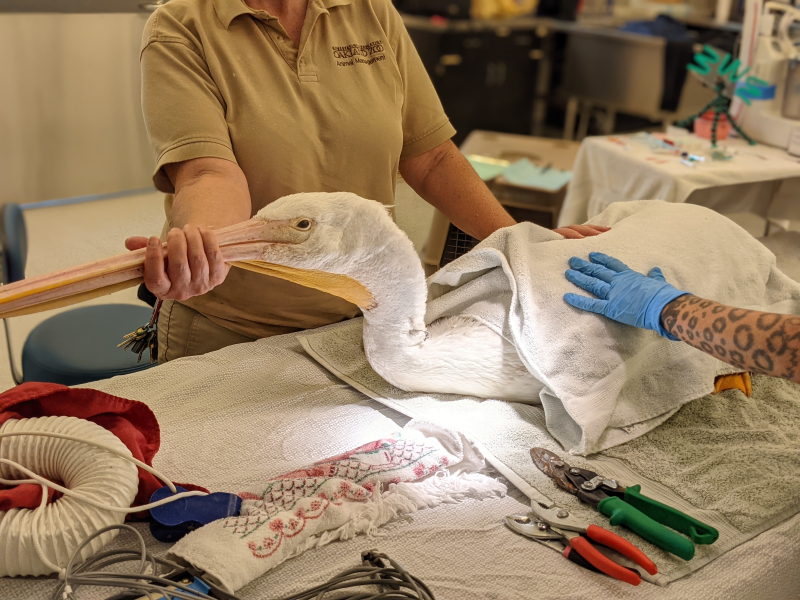 Rescued Pelican In Examination at Oakland Zoo Veterinary Hospital