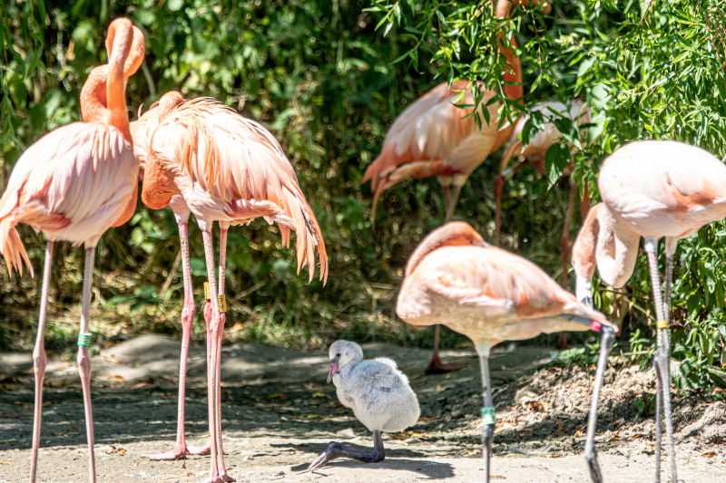 Flamingo chick at ZSL Whipsnade Zoo cZSL (2) Flamingo chick at ZSL Whipsnade Zoo cZSL (2)