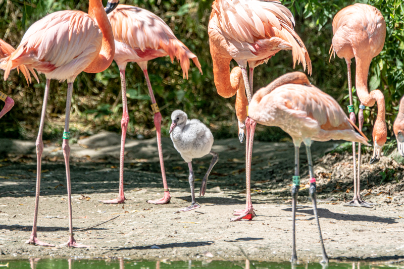 Flamingo chick at ZSL Whipsnade Zoo cZSL (3) Flamingo chick at ZSL Whipsnade Zoo cZSL (3)