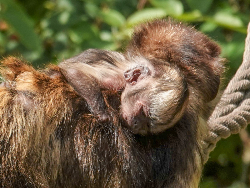 Zeldzaam kapucijnaapje geboren in DierenPark Amersfoort Zeldzaam kapucijnaapje geboren in DierenPark Amersfoort