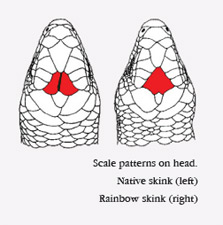 Illustration from Department of Conservation Website (http://www.doc.govt.nz/pagefiles/42127/rainbow-skink-scales-223.jpg)