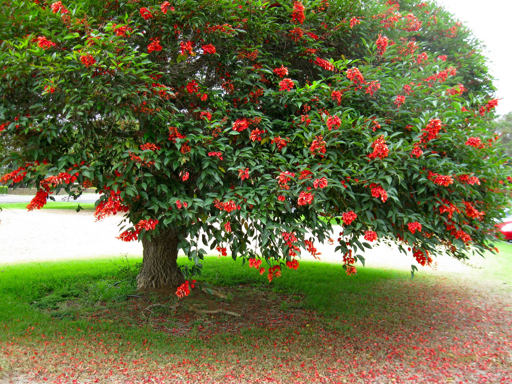 Erythrina Variegata Indian Coral Tree Buy Seeds At Rarepalmseeds Com