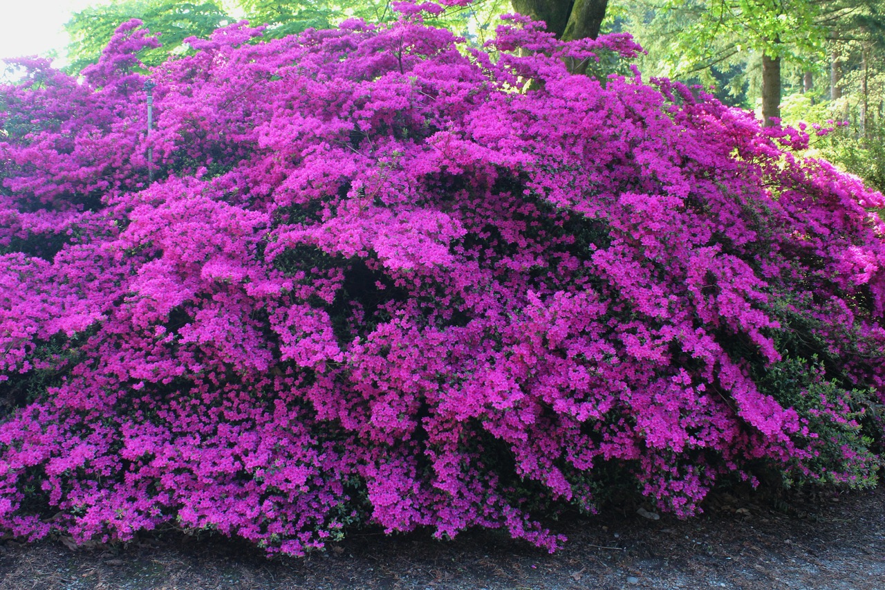 Azalea