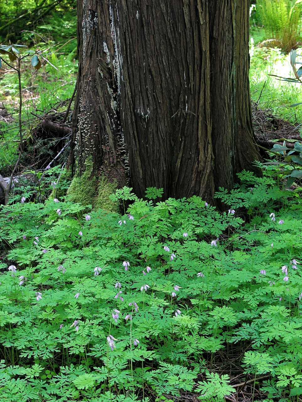 Pacific bleeding hearts (Dicentra formosa)