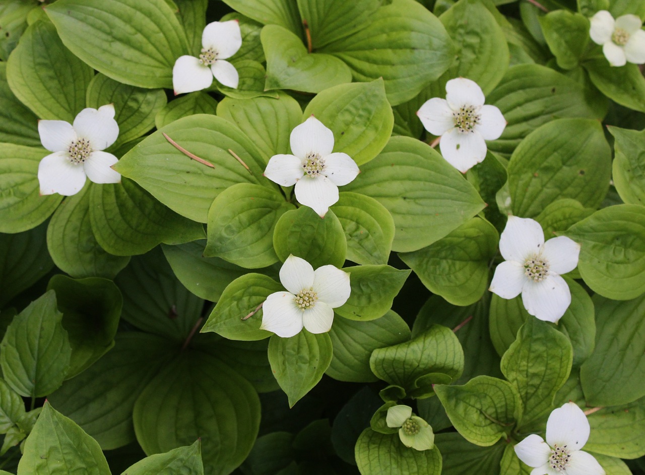 Bunchberry (Cornus canadensis)