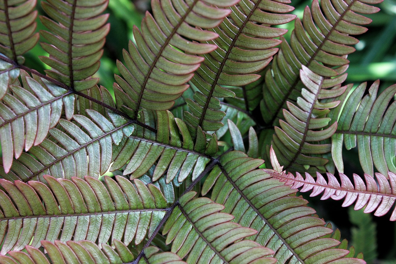 Ferns