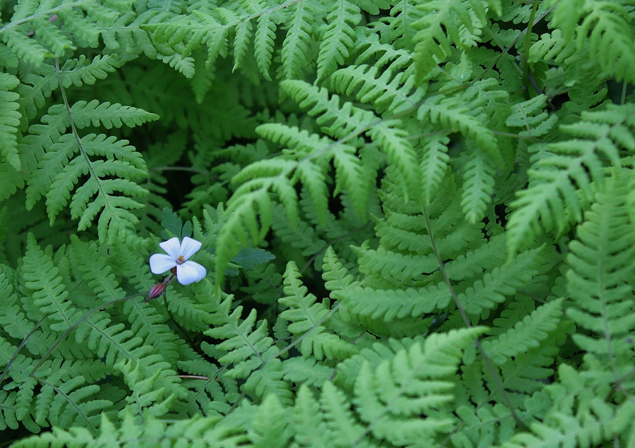 Ferns