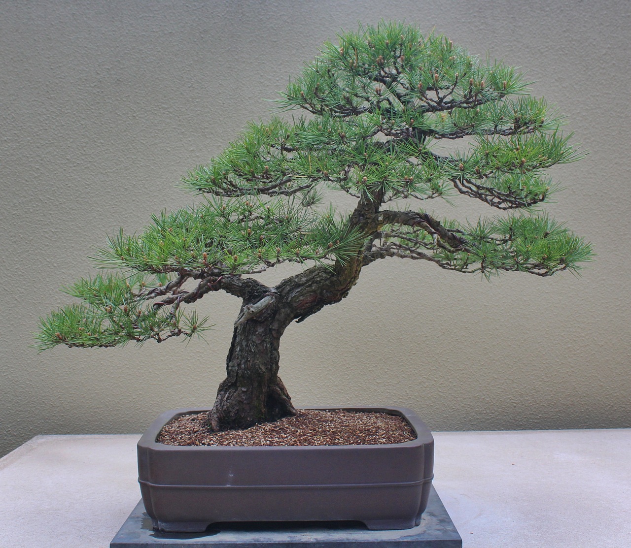 Japanese Red Pine