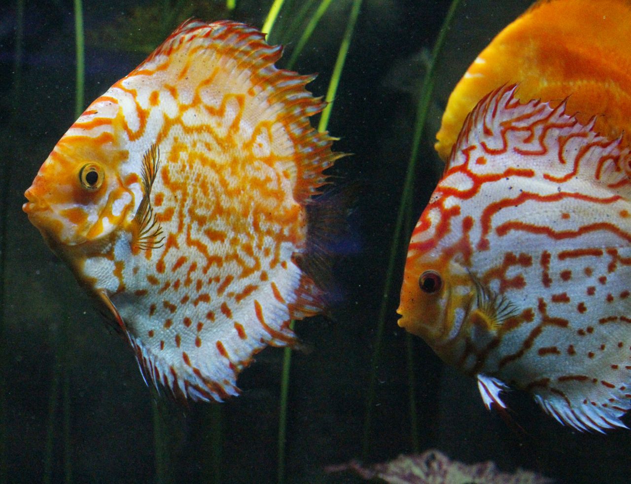 Blue discus