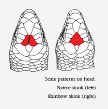 Illustration from Department of Conservation Website (http://www.doc.govt.nz/pagefiles/42127/rainbow-skink-scales-223.jpg)