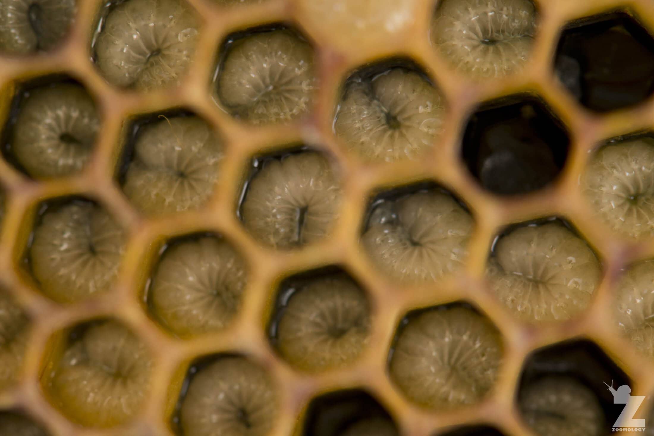 Larvae