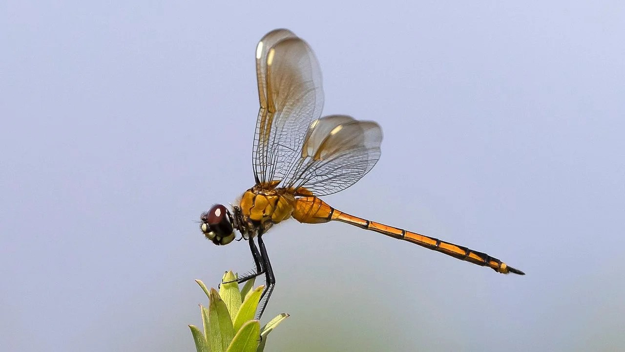What do dragonflies eat?