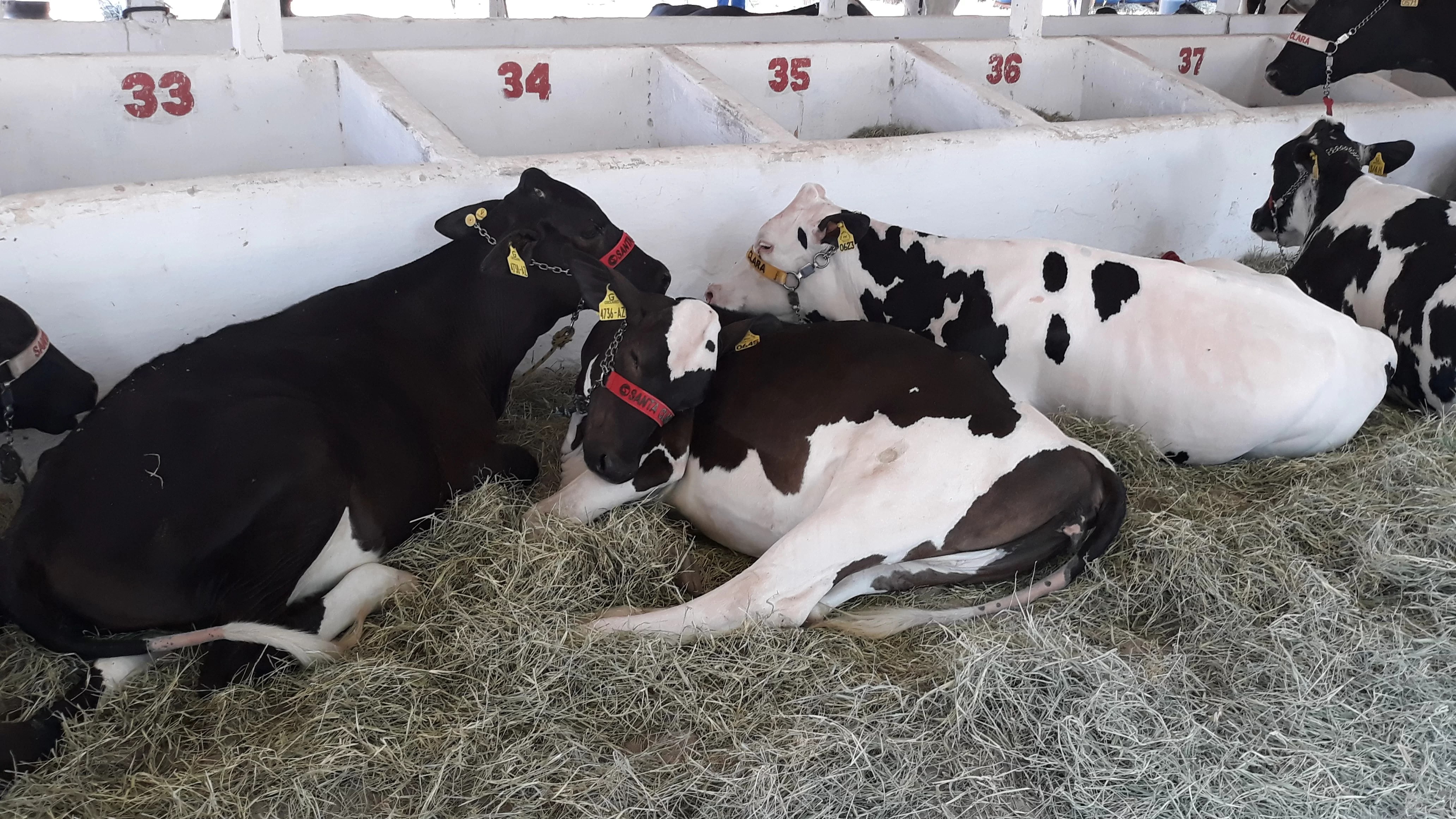 Conheça a fisiologia do estresse nos animais de produção