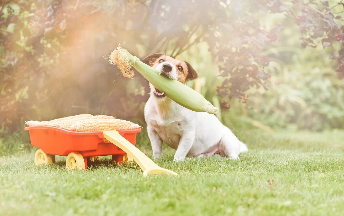 Coprodutos do milho utilizados na nutrição de cães