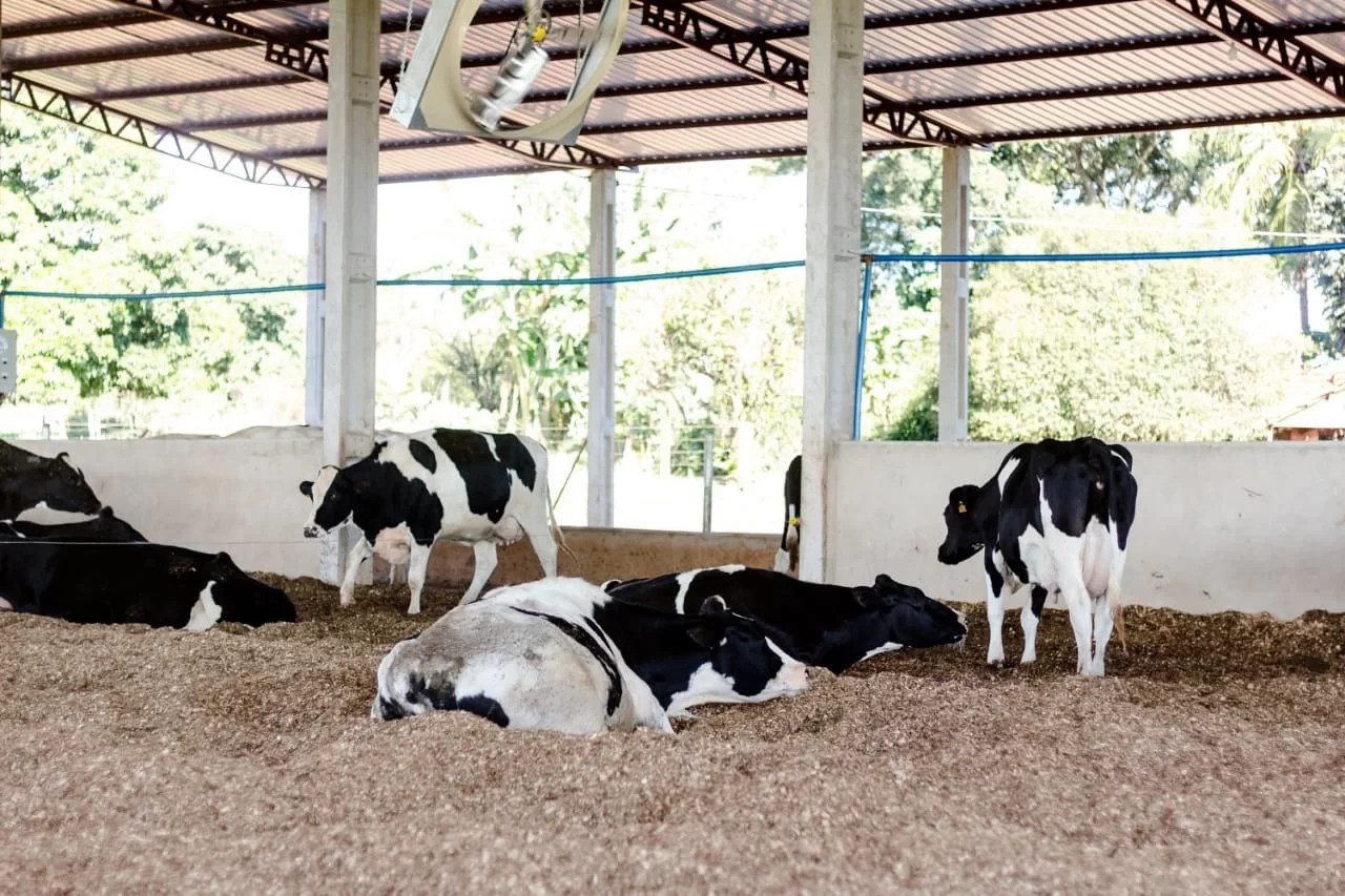 Compost Barn: qual material de cama utilizar?