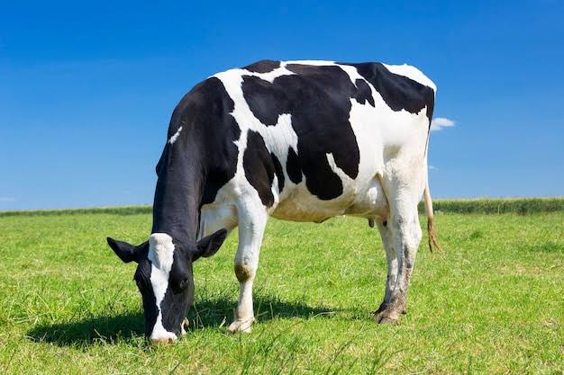 Comportamento alimentar dos animais de produção