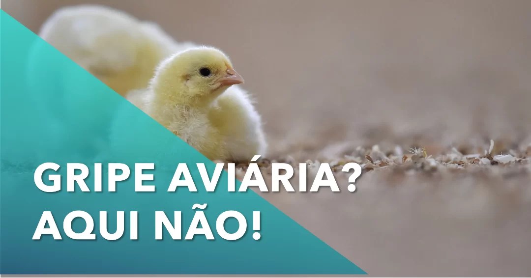 gripe aviária - zootecnia brasil