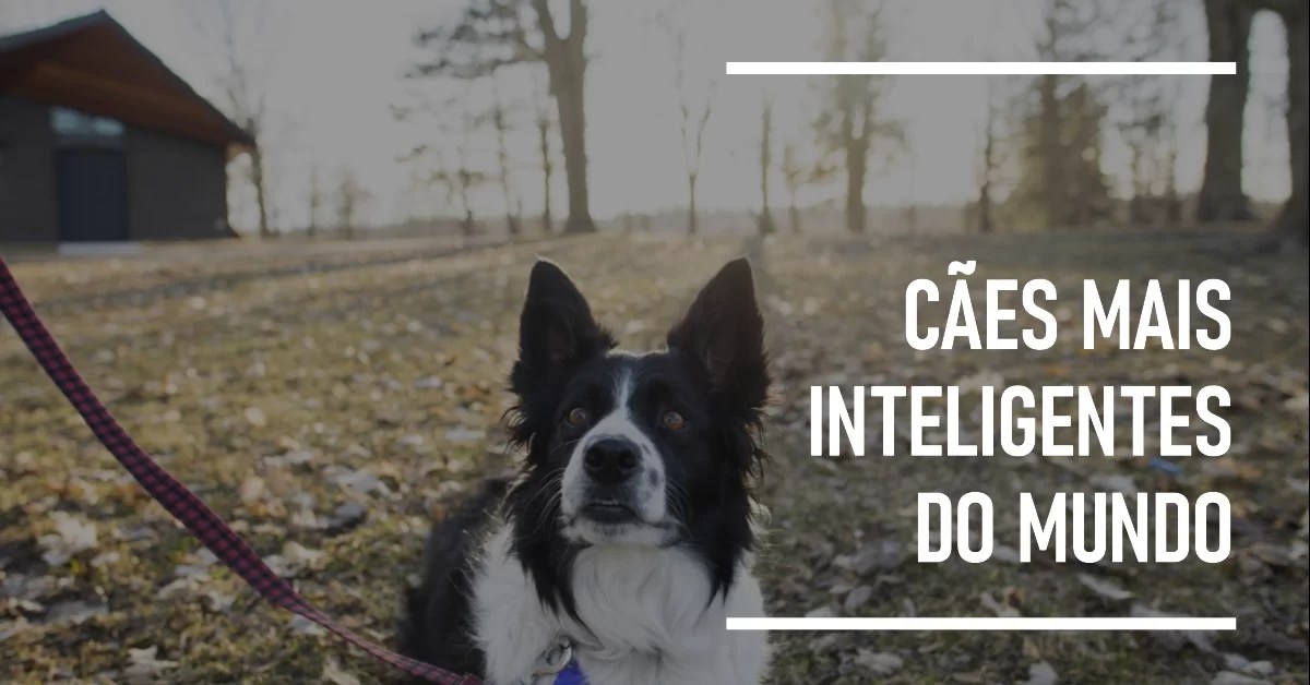 As 3 Raças Caninas Mais Inteligentes do Mundo