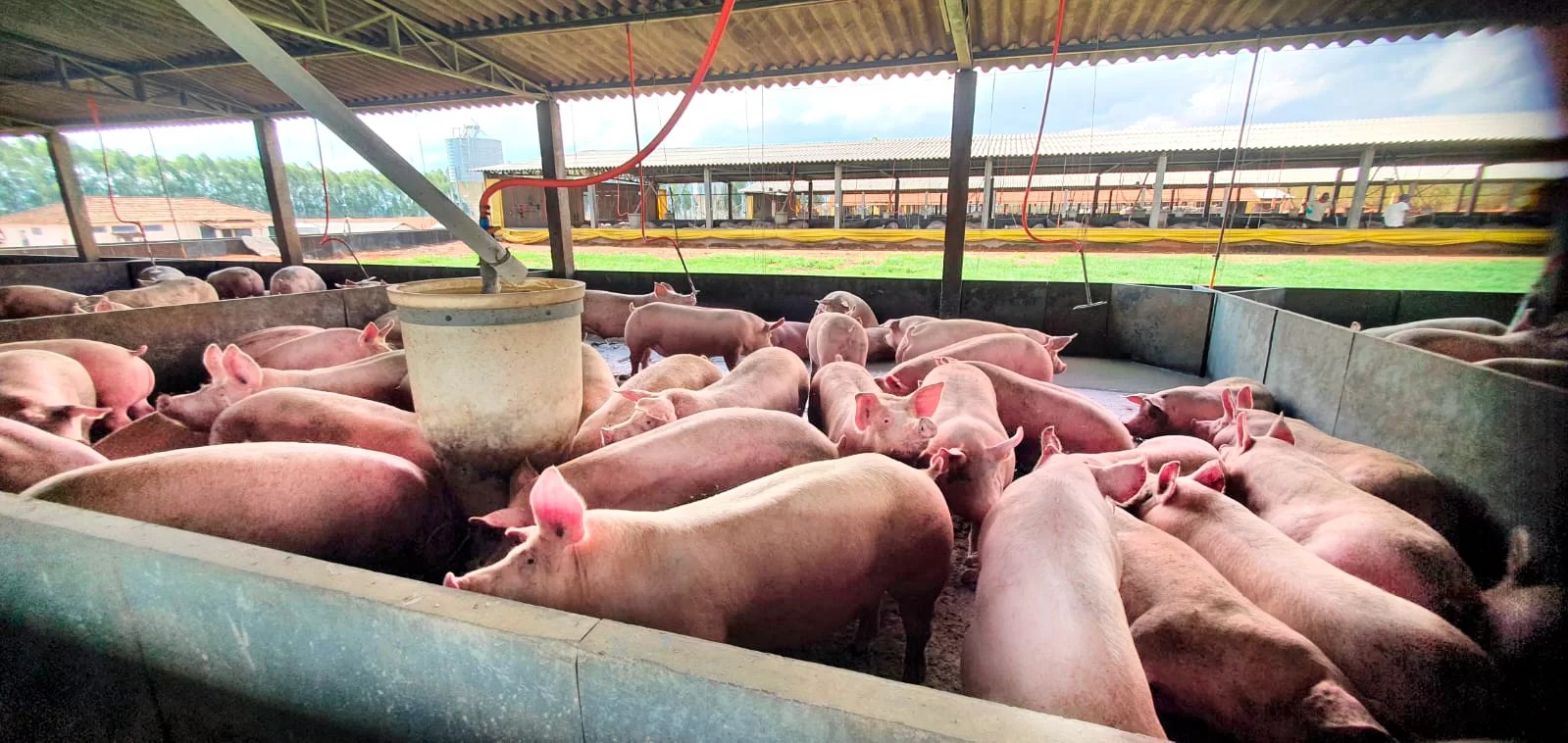 Benefícios do bem-estar animal no abate de suínos