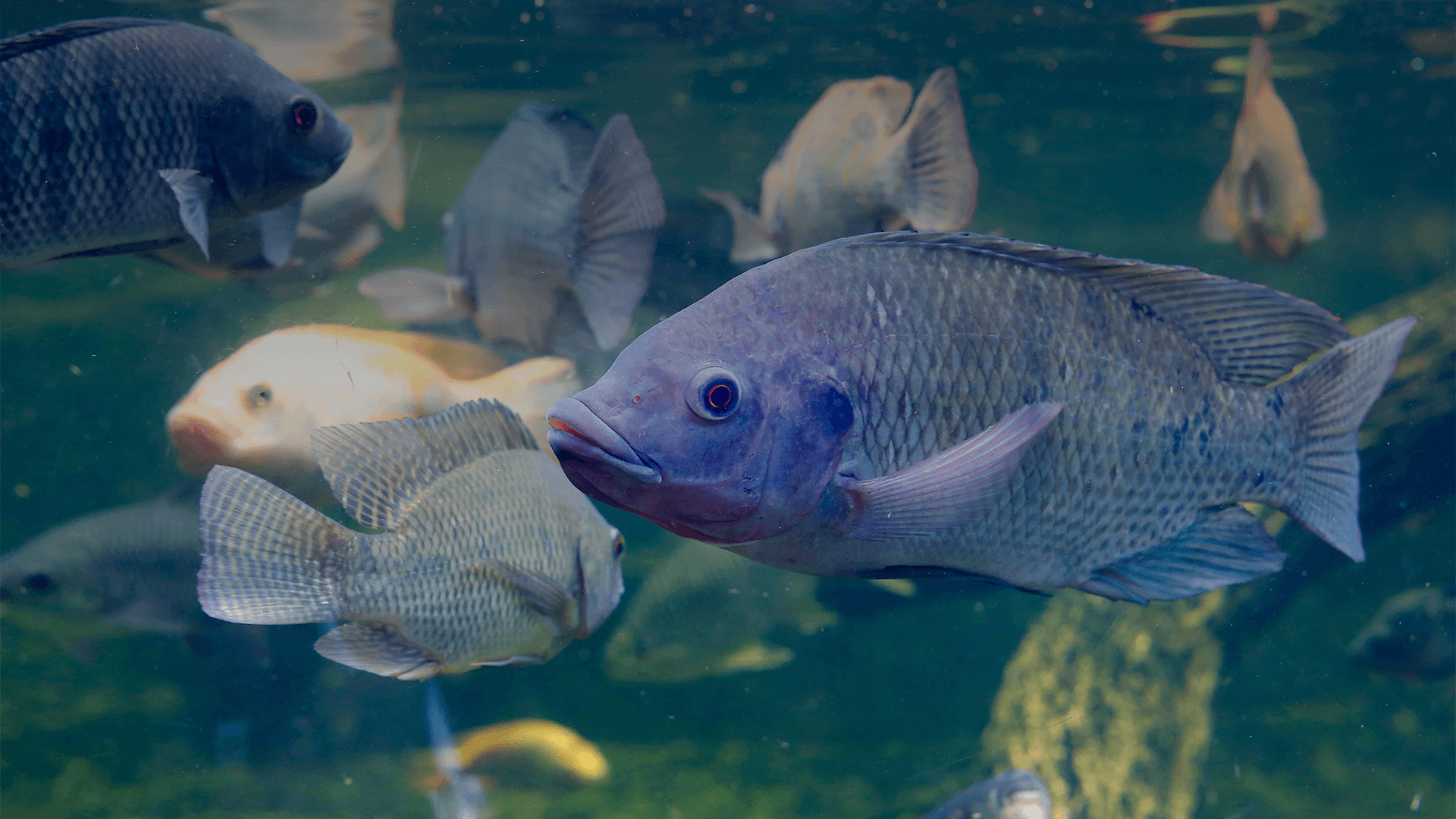 tilapia
