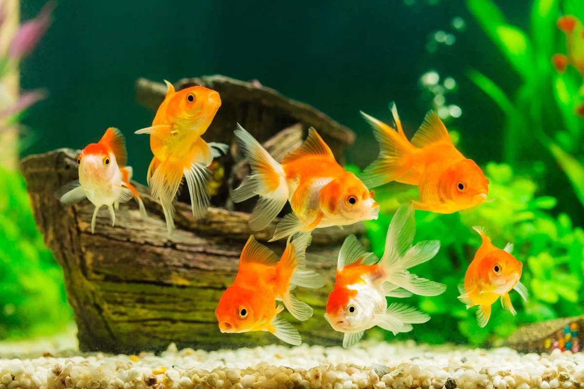 Enriquecimento Ambiental para Peixes: Como Melhorar a Qualidade de Vida dos Seus Amiguinhos Aquáticos