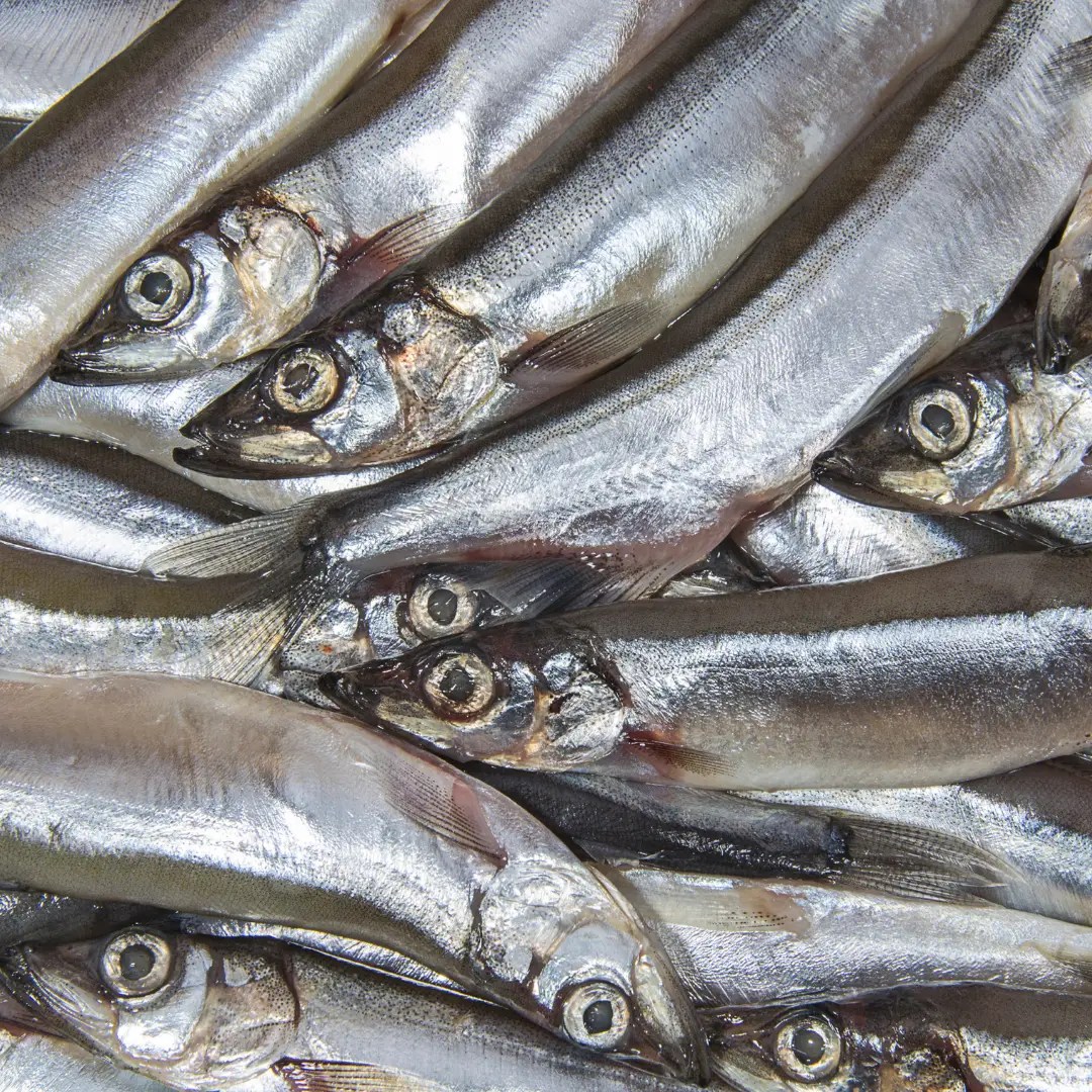 Stintenė, su galva, neskrosta, 20-30, 30 kg, šaldyta