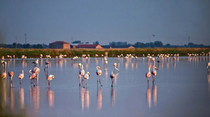 Po Delta Flamingos
