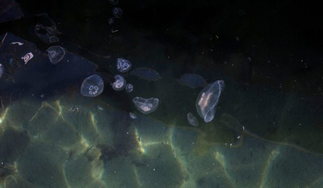 How Crypto Startup Moon Rabbit Explores Immortality